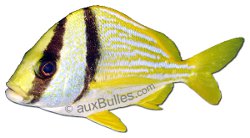 Gorette des vierges (Anisotremus virginicus) Gorette des vierges (Anisotremus virginicus)