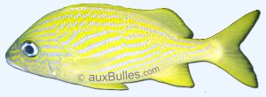 La gorette jaune (Haemulon flavolineatum) La gorette jaune (Haemulon flavolineatum)