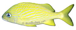 Gorette jaune (Haemulon flavolineatum) Gorette jaune (Haemulon flavolineatum)