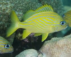 Gorette jaune (Haemulon flavolineatum)