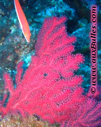 Gorgone rouge (Paramuricea clavata)