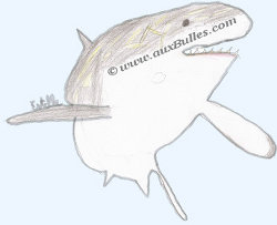 Grand requin blanc (Carcharodon carcharias)