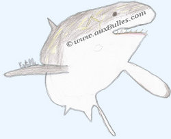 Grand requin blanc (Carcharodon carcharias) Grand requin blanc (Carcharodon carcharias)