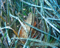 Posidonie (Posidonia oceanica)