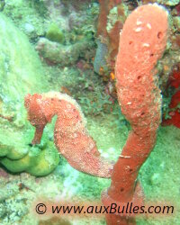 L'hippocampe de couleur rouge se maintient dissimulé par la queue enroulée autour d'une éponge de la même couleur !