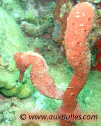 Un hippocampe à long museau de couleur rouge parfaitement camouflé avec son éponge