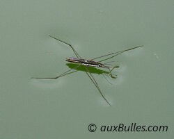 Le gerris ou l'araignée d'eau