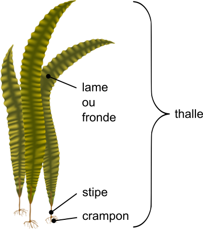 Morphologie du thalle du laminaire du Japon (Laminaria japonica)