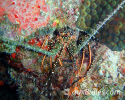 Langouste brésilienne (Panulirus guttatus) Langouste brésilienne (Panulirus guttatus)