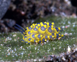 Limace de mer stiliger ornée (Stiliger ornatus)