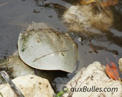 Atlantic horseshoe crab (Limulus polyphemus) Atlantic horseshoe crab (Limulus polyphemus)