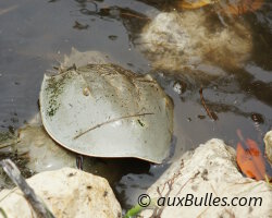 Limule (Limulus polyphemus)