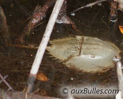 Limule (Limulus polyphemus) Limule (Limulus polyphemus)