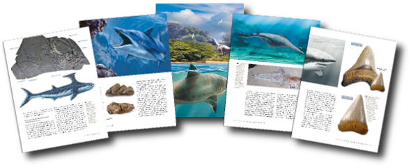 Les illustrations d'Alain Bénéteau redonnent vie aux différents requins fossiles et nous plongent plusieurs millions d'année dans le passé ! Les illustrations d'Alain Bénéteau redonnent vie aux différents requins fossiles et nous plongent plusieurs millions d'année dans le passé !