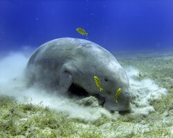 Dugong (Dugong dugon)