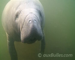 Lamantin de Floride (Trichechus manatus latirostris)