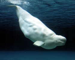 Bélouga ou baleine blanche (Delphinapterus leucas)