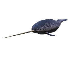 Narval (Monodon monoceros) Narval (Monodon monoceros)