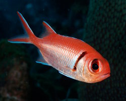 Marignan mombin ou poisson soldat à barre noire (Myripristis jacobus) Marignan mombin ou poisson soldat à barre noire (Myripristis jacobus)