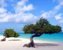 L'île d'Aruba L'île d'Aruba