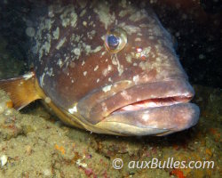 Where to see groupers in the Mediterranean ?