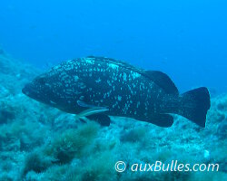 Mérou brun (Epinephelus marginatus)