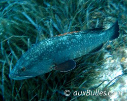Mérou brun (Epinephelus marginatus) Mérou brun (Epinephelus marginatus)