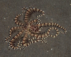 Pieuvre mimétique (Thaumoctopus mimicus)
