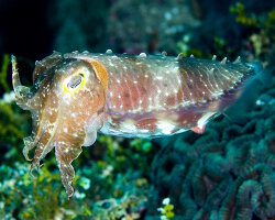 Seiche à grandes mains (Ascarosepion latimanus)