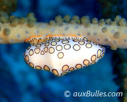 Monnaie caraïbe à ocelles (Cyphoma gibbosum)