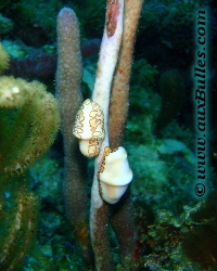 Monnaie caraïbe à ocelles (Cyphoma gibbosum) Monnaie caraïbe à ocelles (Cyphoma gibbosum)