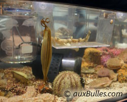 Vue sur l'aquarium avec le bébé requin et le reste de sa capsule vide.