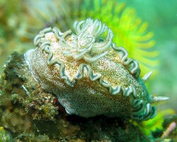 Doris à liseré brun (Glossodoris hikuerensis)