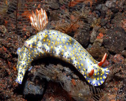 Doris kanga (Hypselodoris kanga) Doris kanga (Hypselodoris kanga)