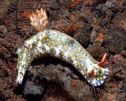 Doris kanga (Hypselodoris kanga)