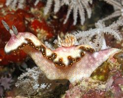 Doris moucheté jaune (Hypselodoris godeffroyana)