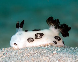 Jorunna funèbre (Jorunna funebris) Jorunna funèbre (Jorunna funebris)