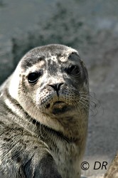 Prochaine exposition 'Océan de vies' sur la biodiversité marine avec le phoque