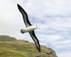 Albatros à sourcils noirs (Thalassarche melanophris) Albatros à sourcils noirs (Thalassarche melanophris)