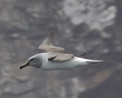 Albatros à tête grise (Thalassarche chrysostoma)