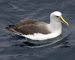 Albatros de Buller (Thalassarche bulleri)