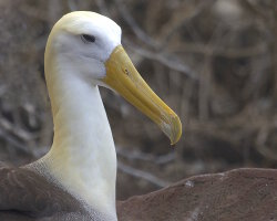 Albatros des Galapagos (Phoebastria irrorata)