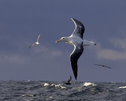 Albatros royal du Nord (Diomedea sanfordi)