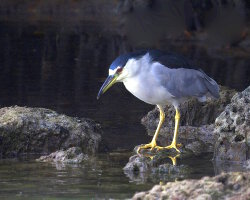 Black-crowned night heron (Nycticorax nycticorax) Black-crowned night heron (Nycticorax nycticorax)