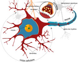 Le système nerveux (La physiologie du corps humain)