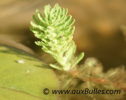 Les plantes aquatiques oxygénantes