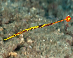 Syngnathe à bandes jaunes (Dunckerocampus pessuliferus)