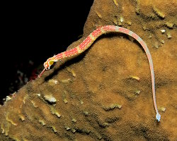 Syngnathe à poitrine noire (Corythoichthys nigripectus)