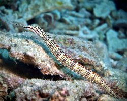 Syngnathe de Schultz (Corythoichthys schultzi) Syngnathe de Schultz (Corythoichthys schultzi)