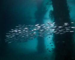 Indian anchovy (Stolephorus indicus) Indian anchovy (Stolephorus indicus)